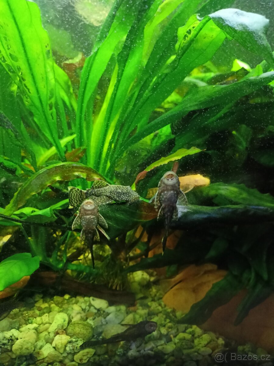 Ancistrus