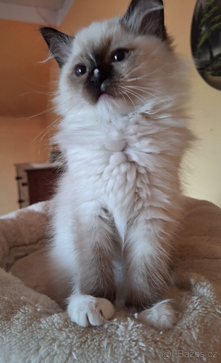 Nádherný Ragdoll kocourek s pp