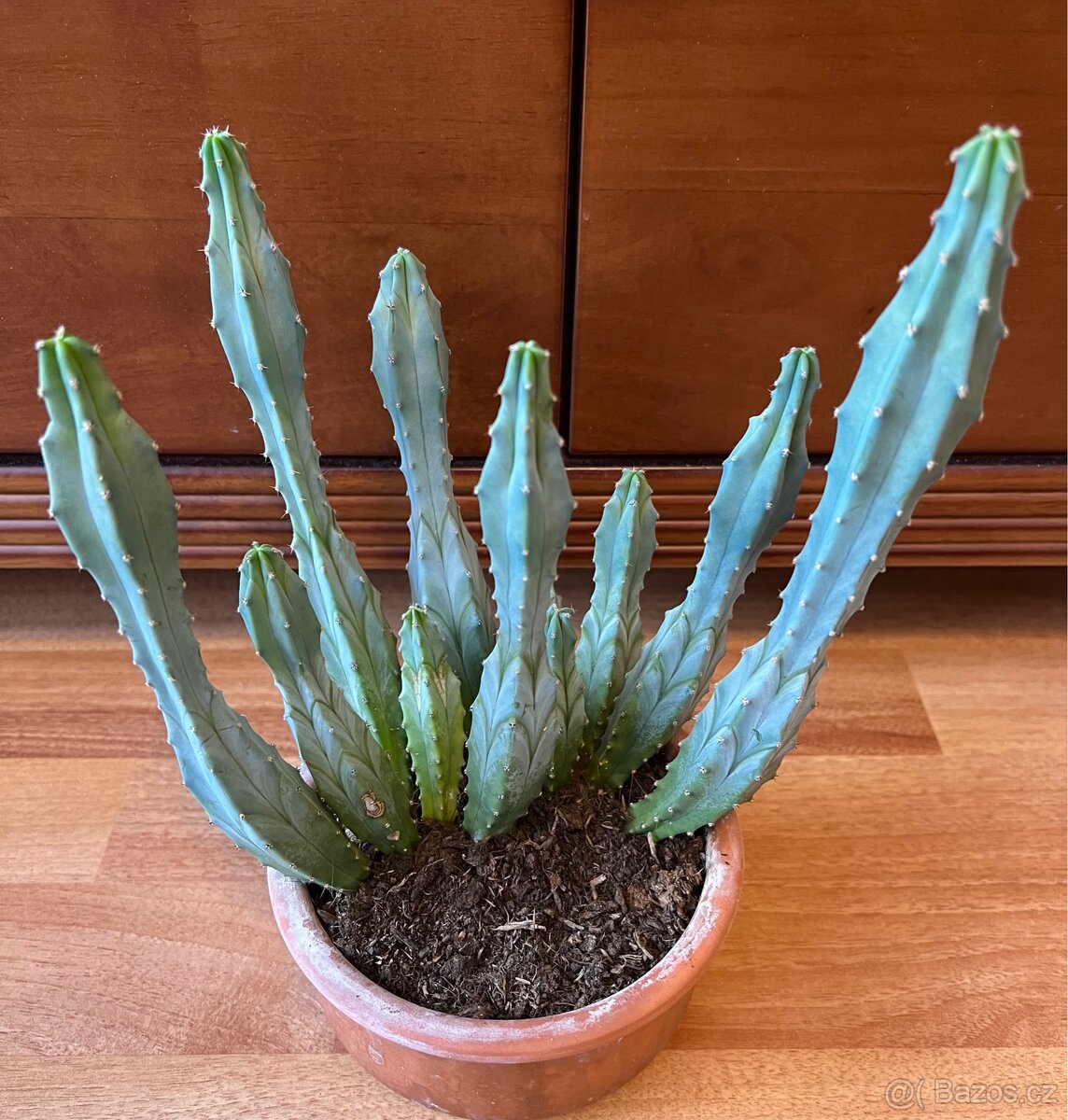 Kaktus