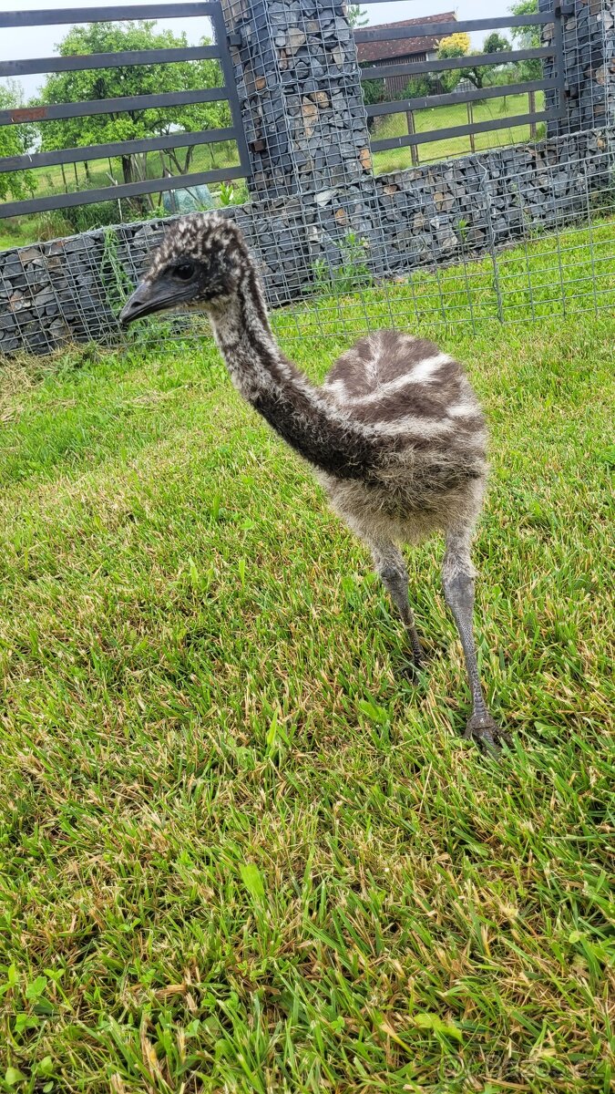 Emu hnědý australský
