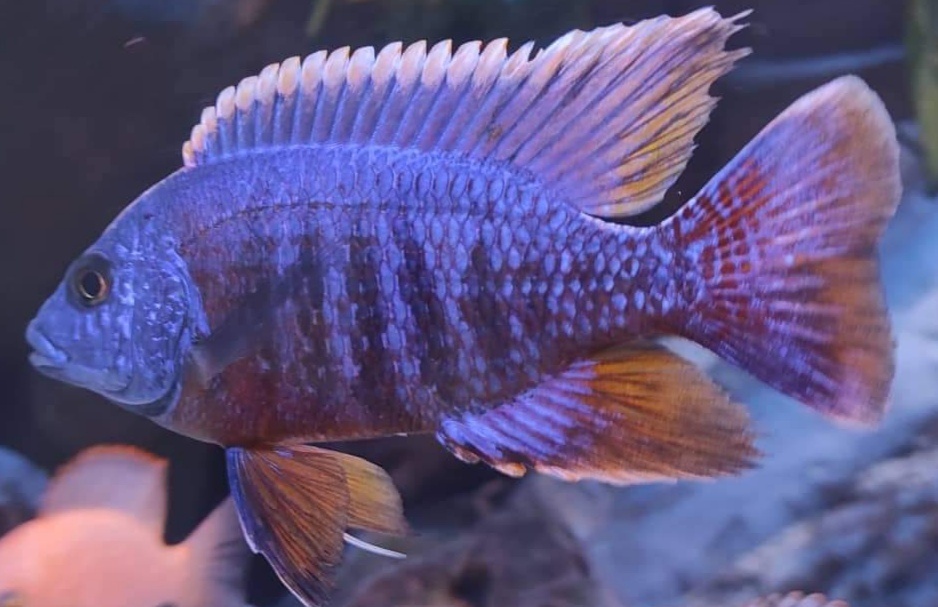 Tlamovci Malawi 30