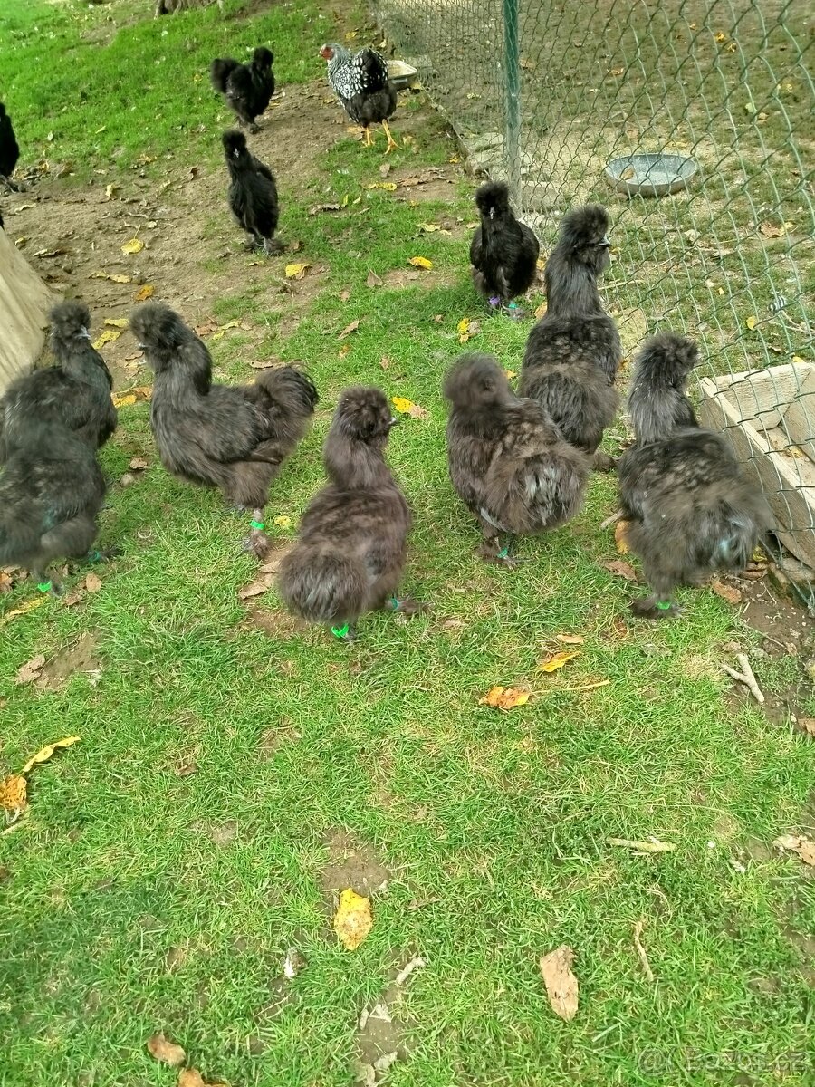 Hedvábnička velká černá,vousatá -kohouty