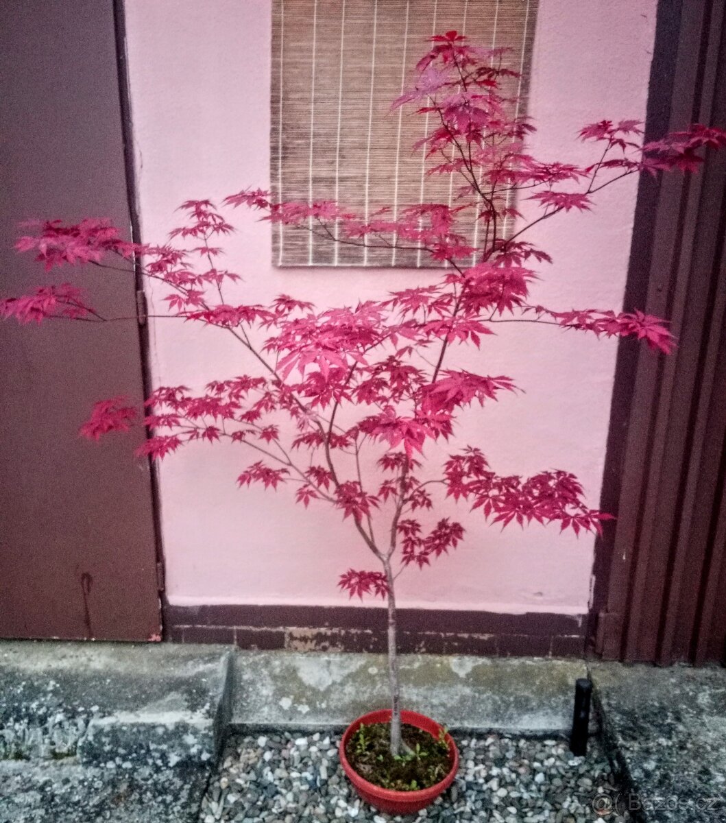 Japonský javor