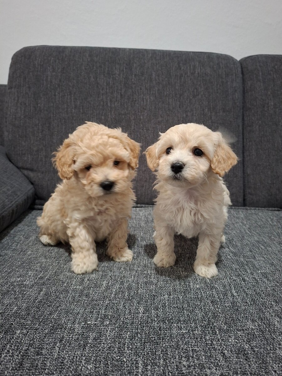 Maltipoo