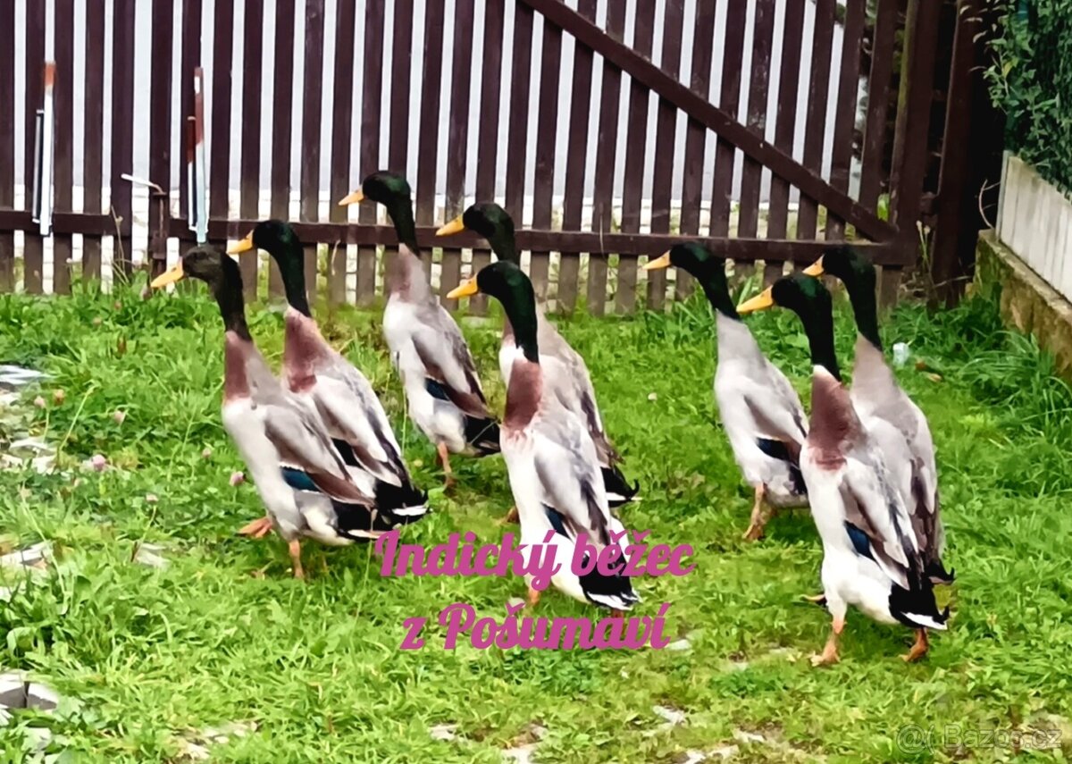 INDICKÝ BĚŽEC PSTRUHOVÝ - kačírci 🦆🦆🦆