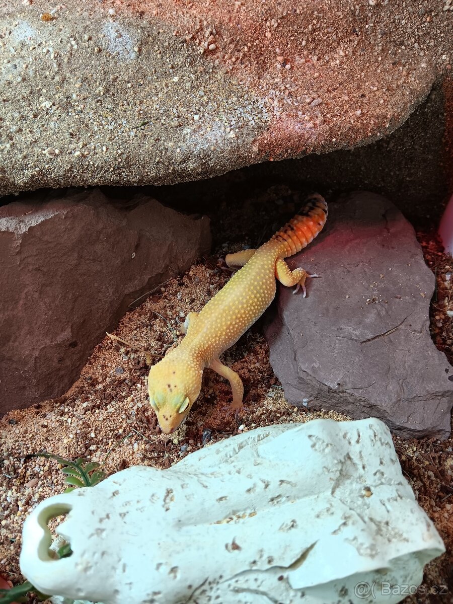 Gekončík noční +terarium