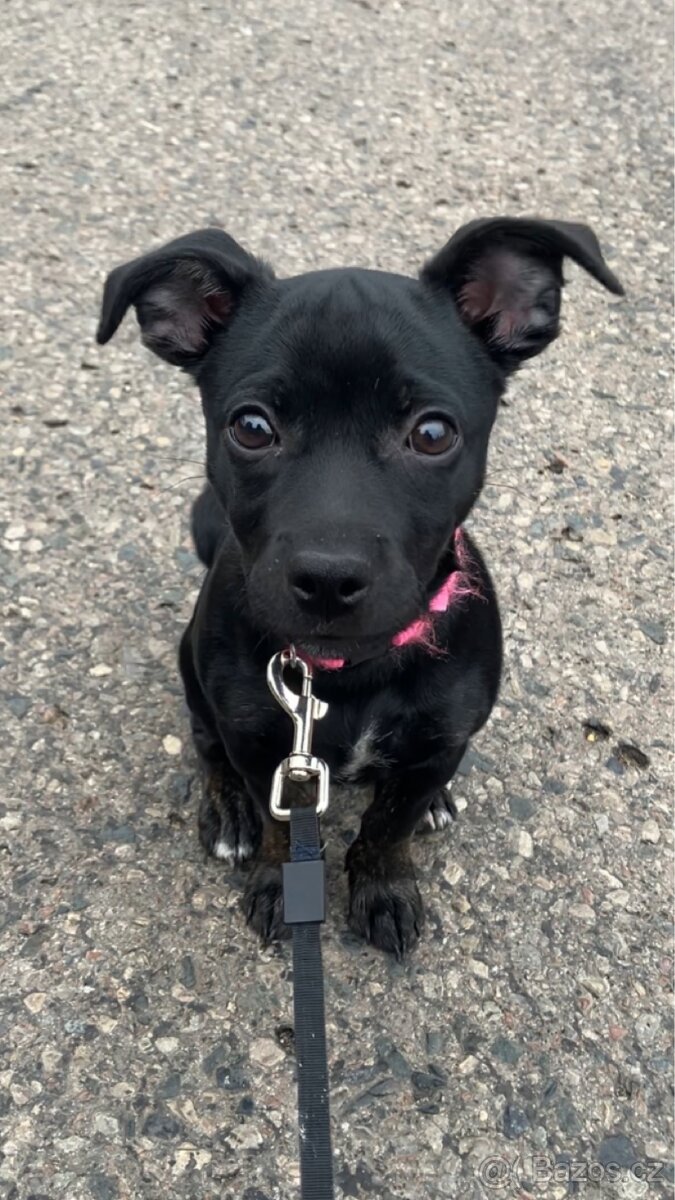 Prodám Jack Russell x Německý pinč