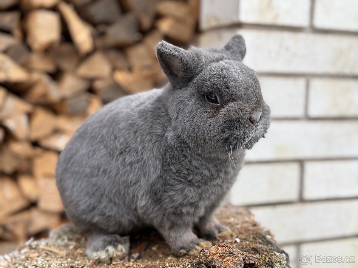 Zakrslý modrý mazlík s PP