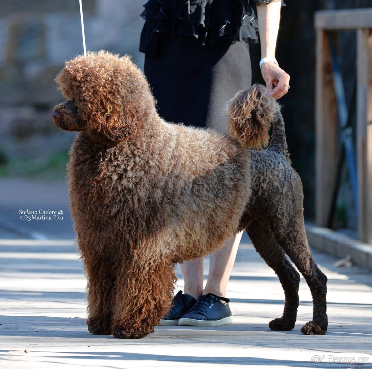 Portugalský vodní pes