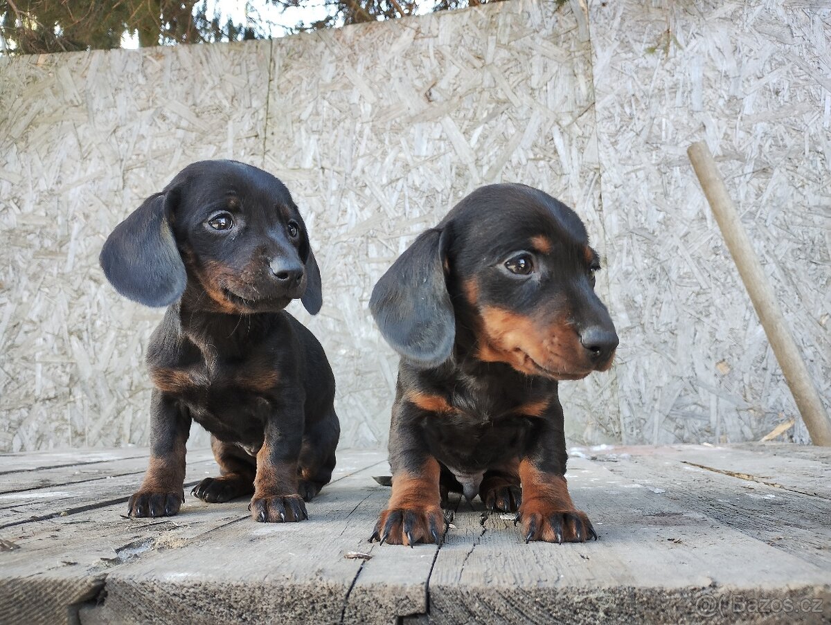 Jezevčík trpasličí