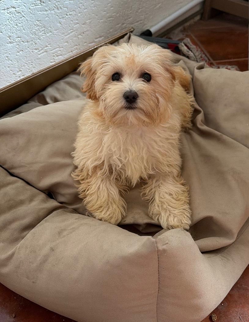 Maltipoo