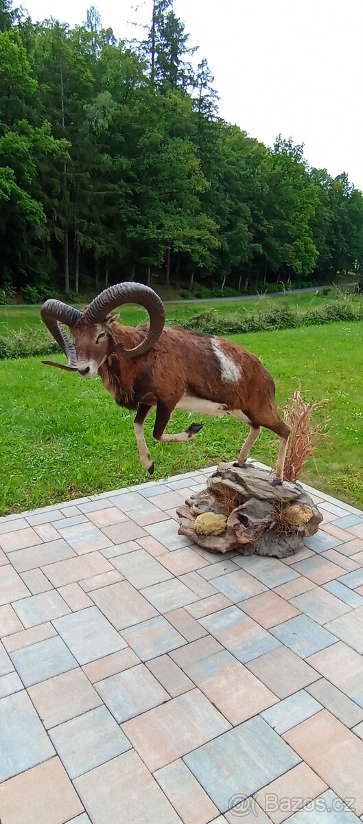 Preparace muflona,trofej, paroží.