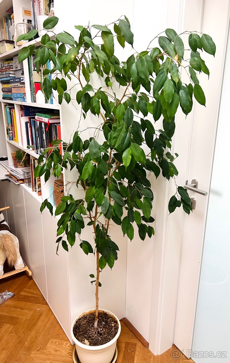 Pokojová rostlina, květina fíkus benjamín