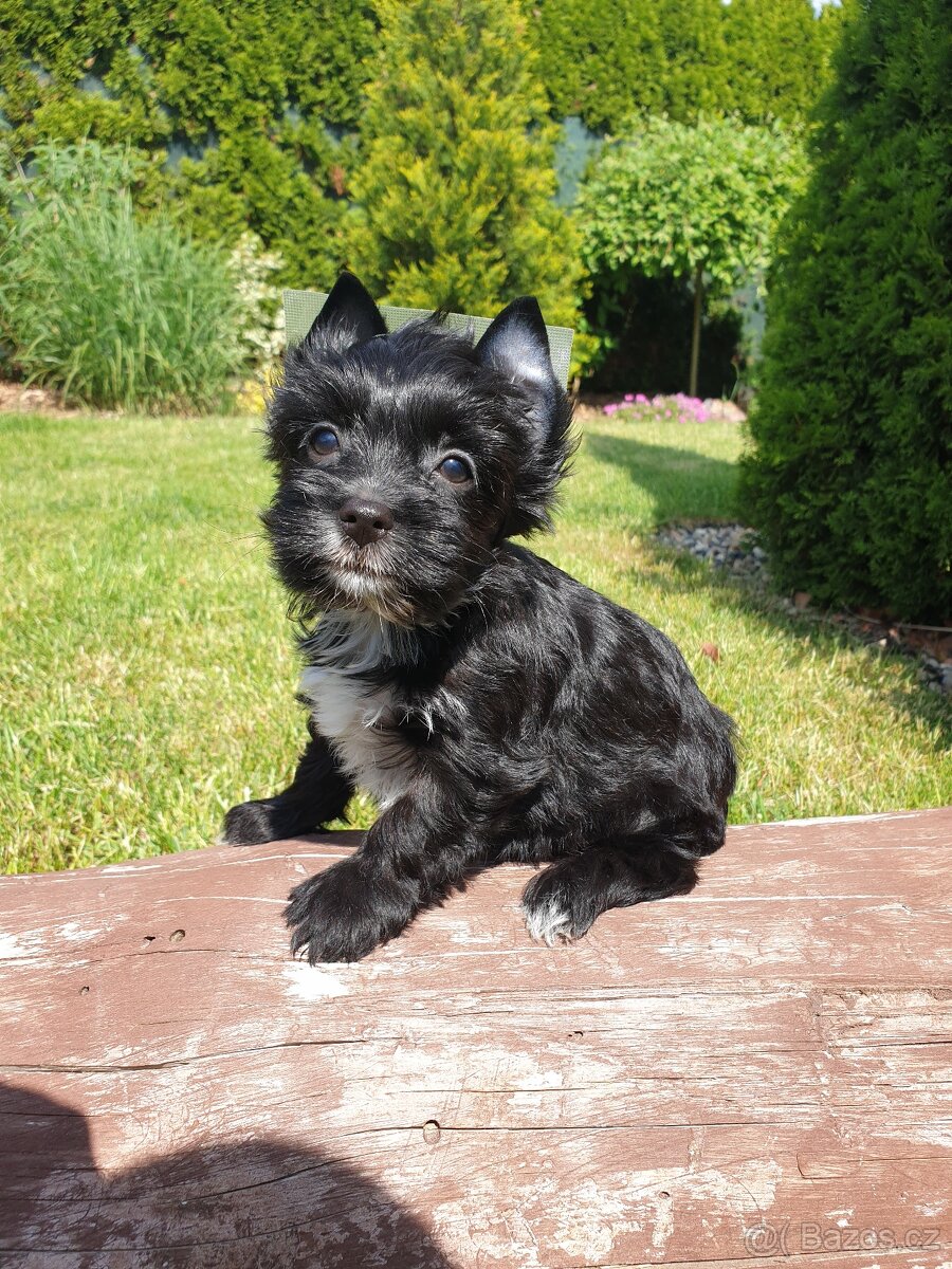 Jorkšírský teriér black