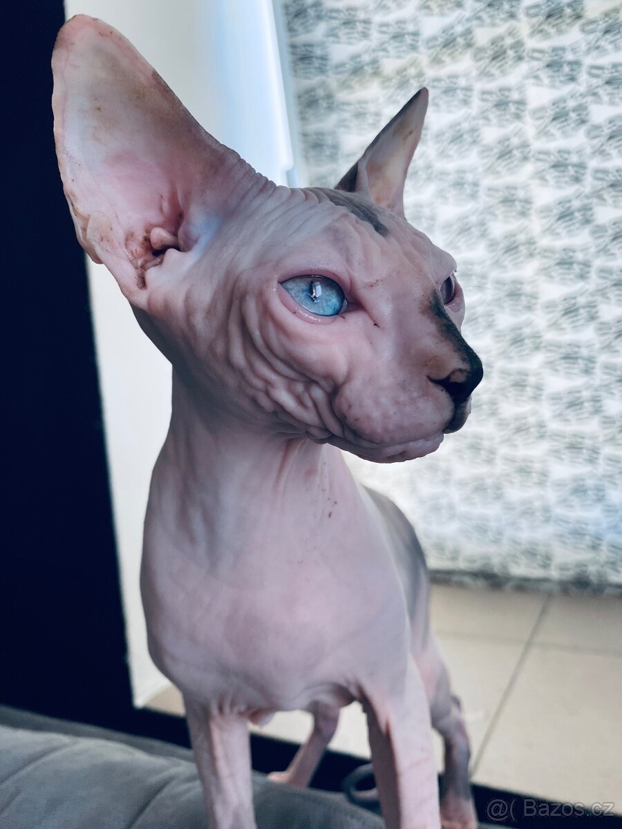 Sphynx