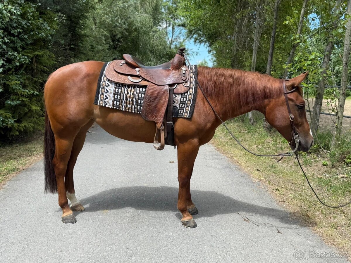 Qh klisna reining