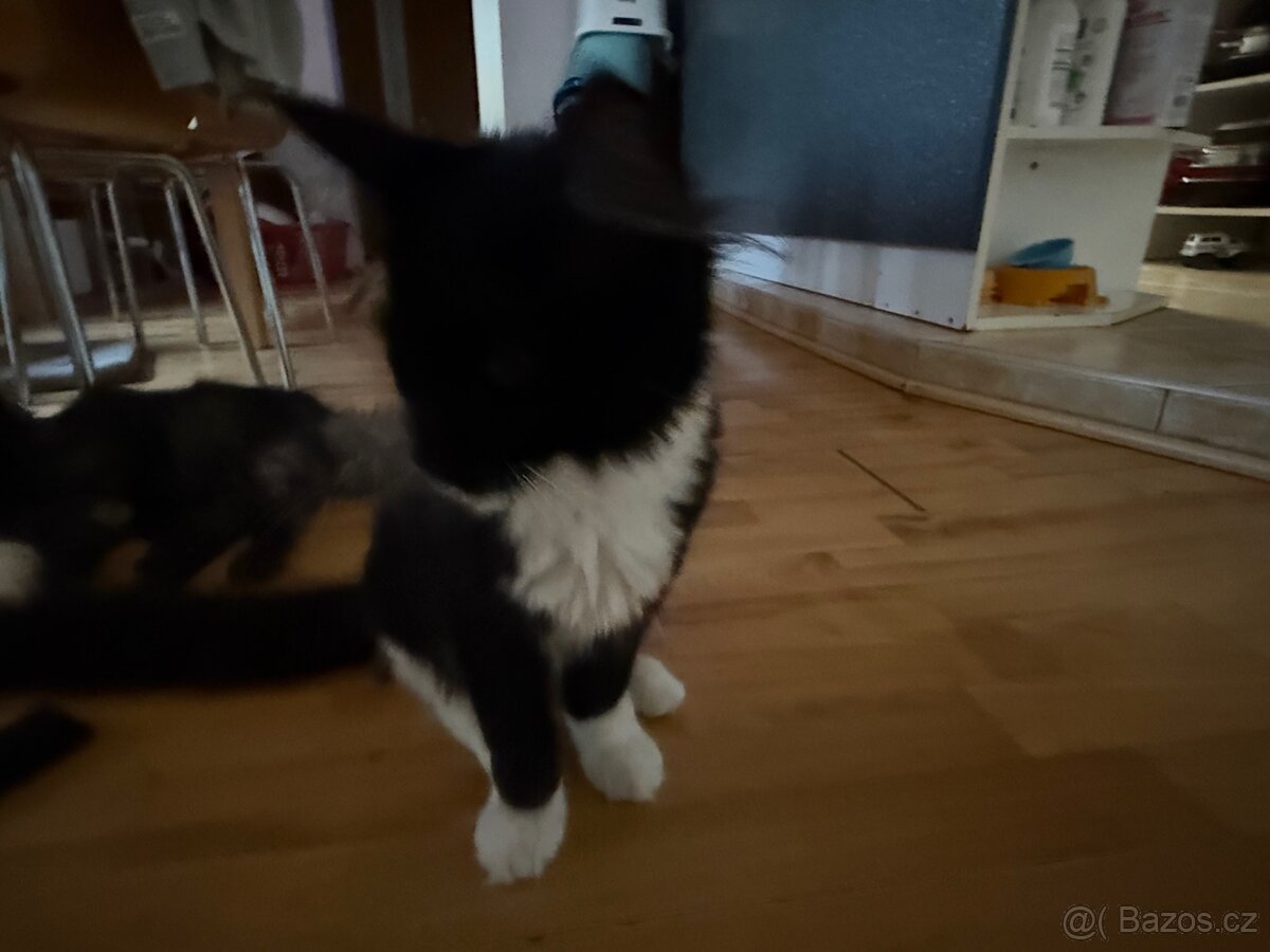 Mainská mývalí