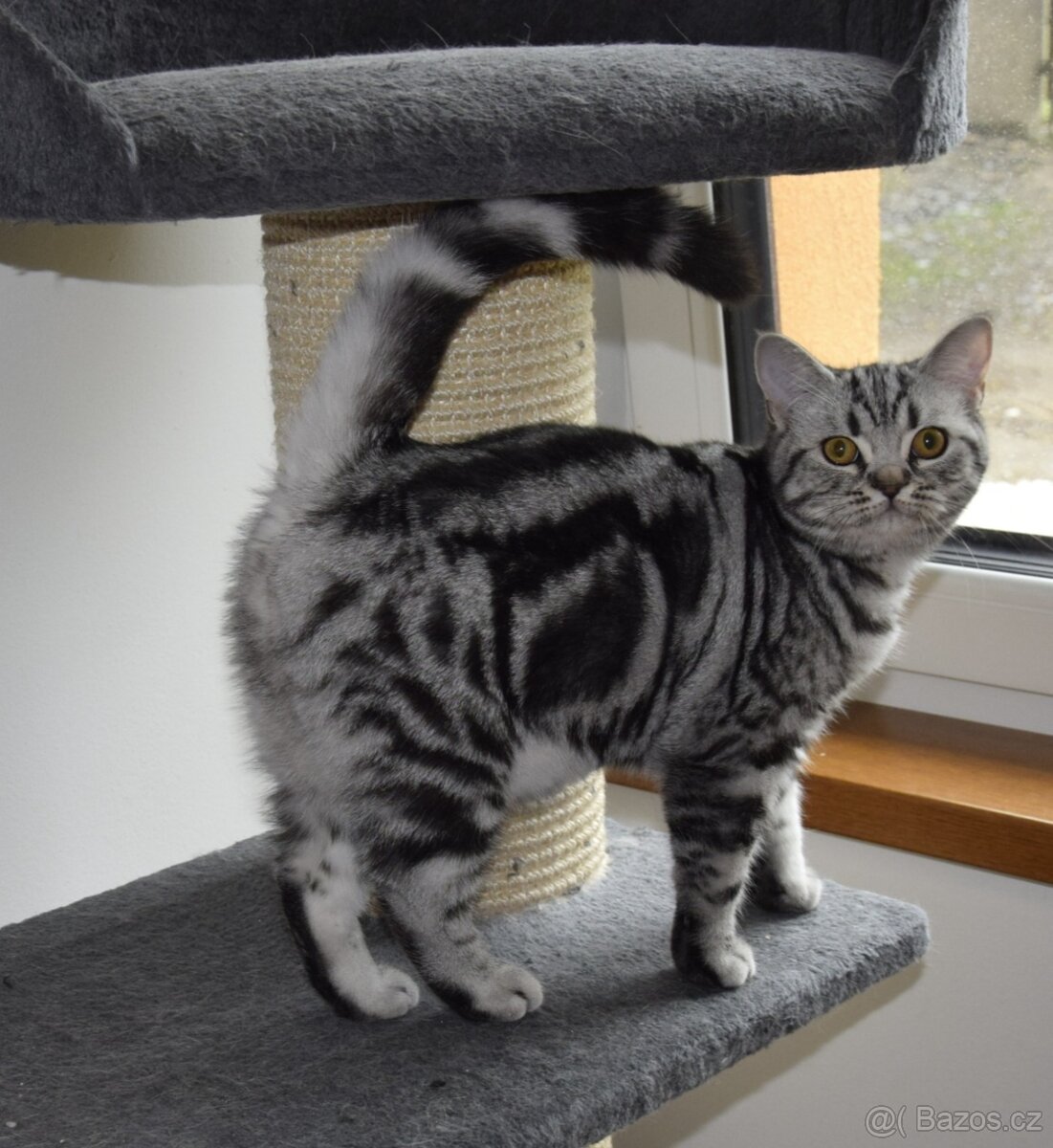 Britské kotě s PP možno dovézt 24.10 do Prahy