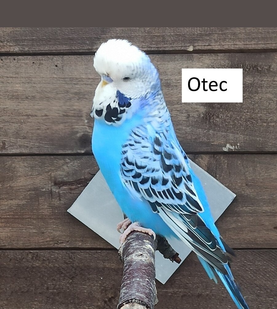 Výstavní andulky - tento týden vylétají z budky