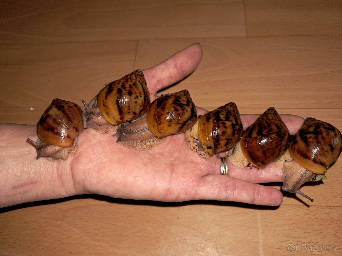 Africký šnek  Achatina Achatina Ghana F1