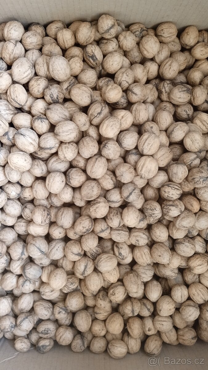 Vlašské ořechy neloupané