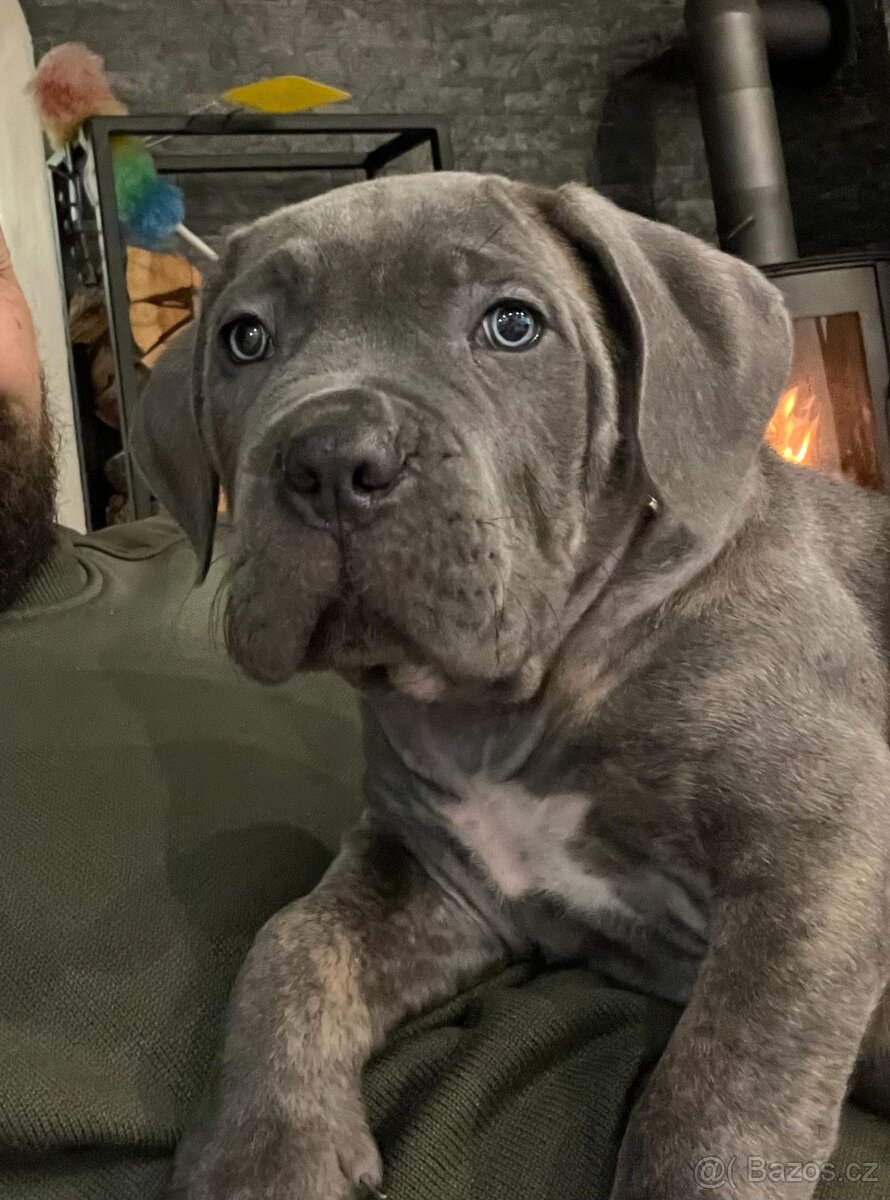 Pes Cane Corso s PP 9 týdnů