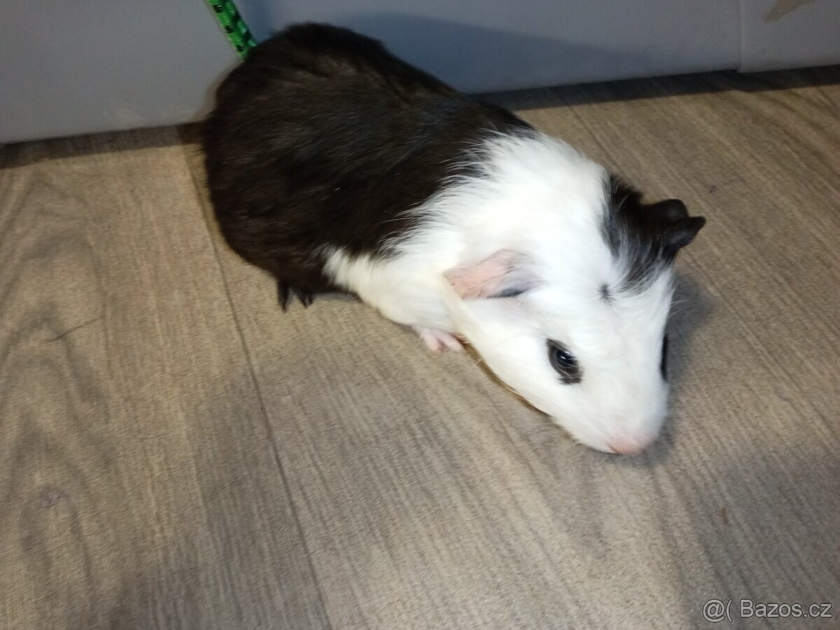 Morčata - samečci. Celý černý po CUY samci.