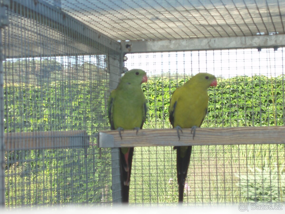 Papoušek horský modrý