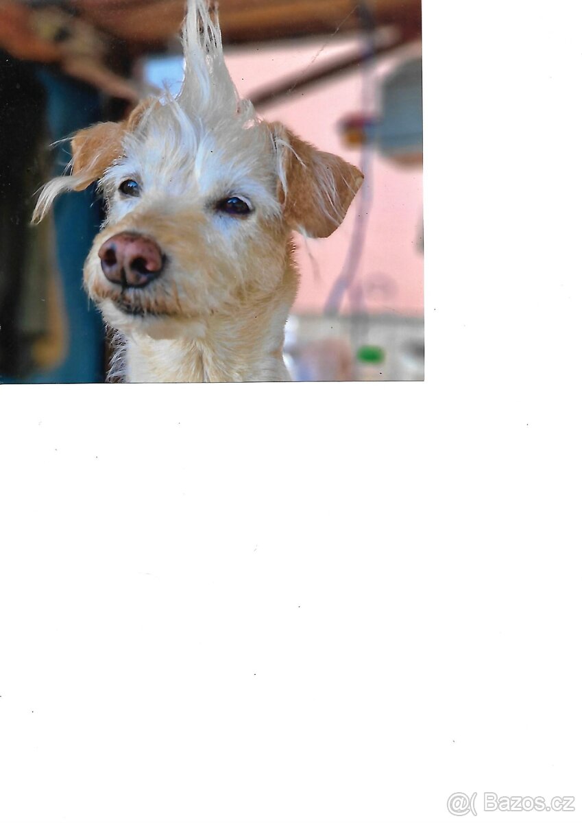 Koupím štěně malého vzrůstu.