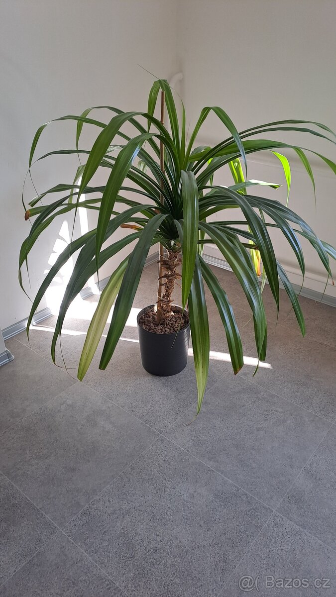 Pandanus