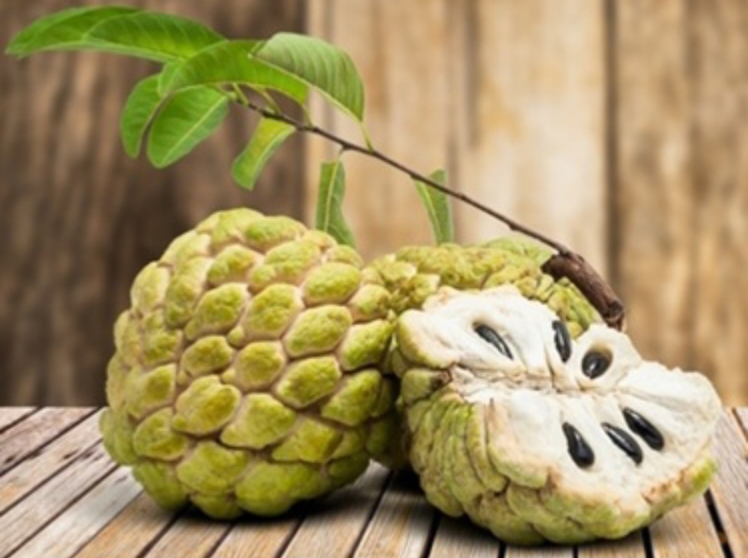 Annona cherimoya - Anona Čerimoja