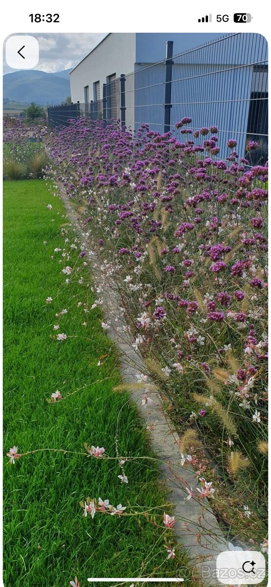Sazenice verbena