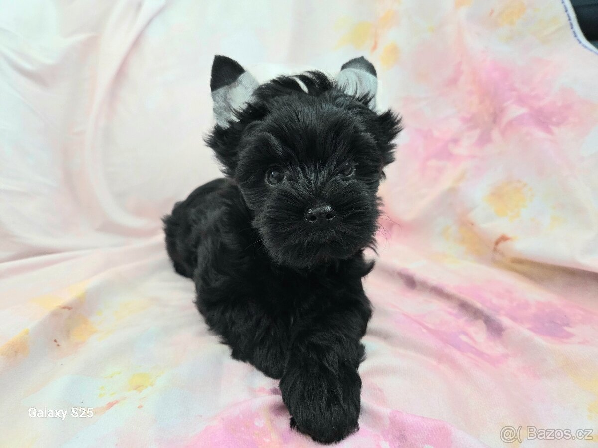 Yorkshire Terrier