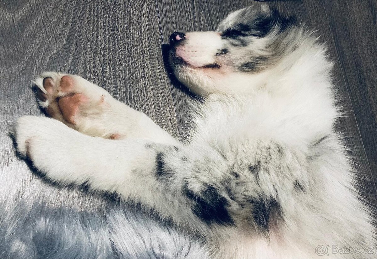 Překrásná fenečka Border Kolie s PP - Blue Merle