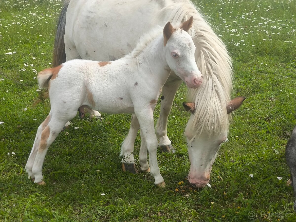 Letošní hřebeček minihorse - PAYASO BLANCO