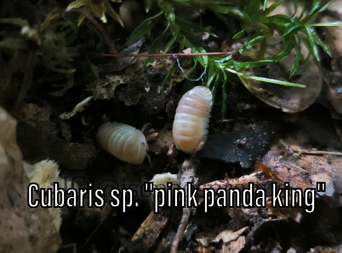 Isopody, mnohonožky, chvostoskoci ŽE, posílám