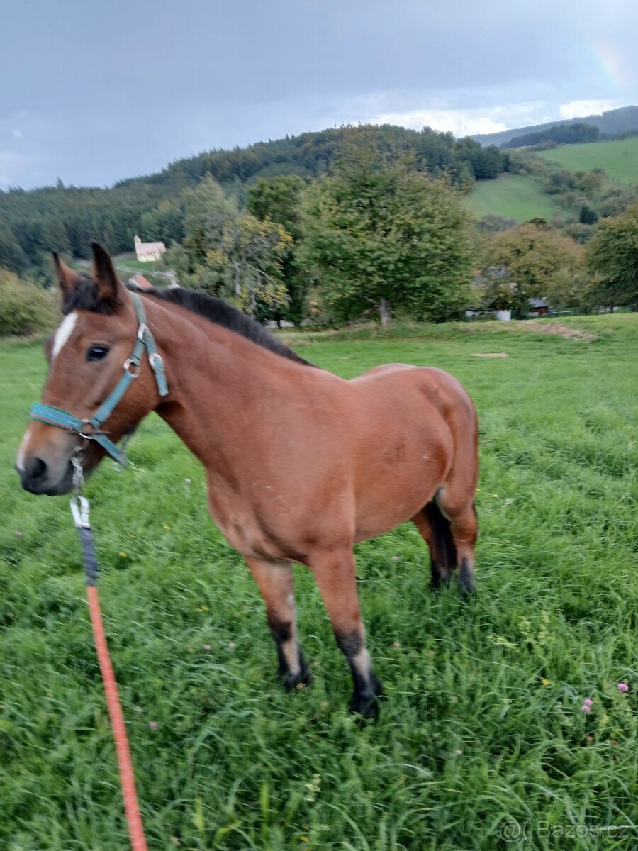 Kobylka