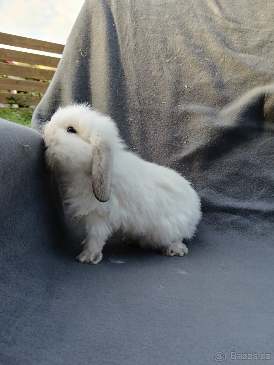 Zakrslý králík beránek - šedý kluk