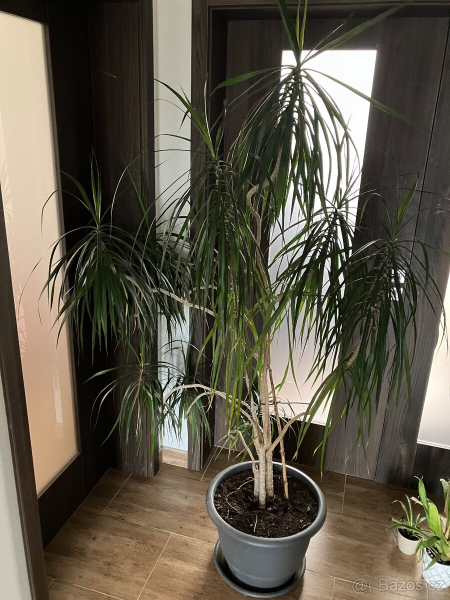 Dracena