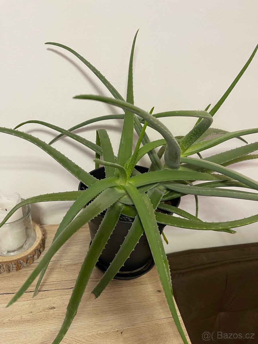 Aloe vera