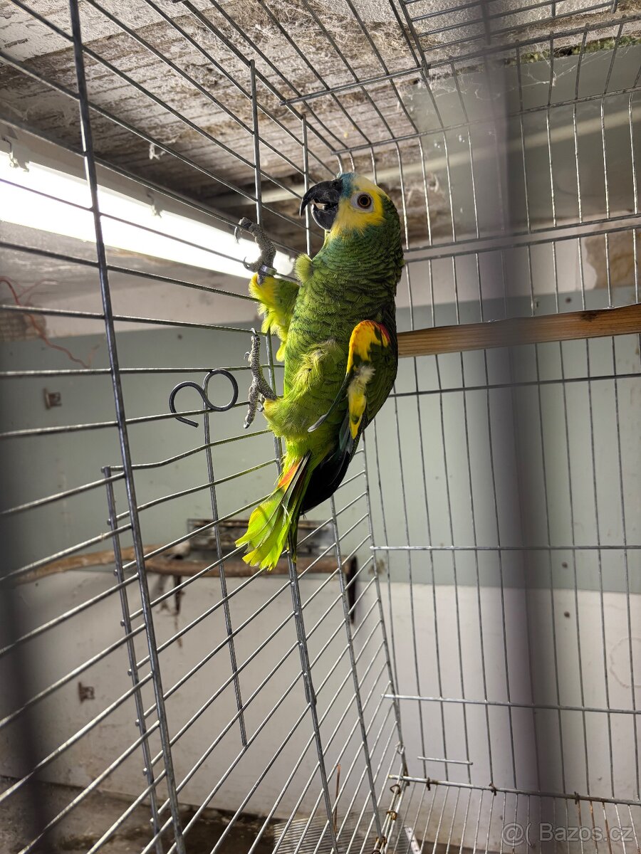 Amazoňan modročeli samec