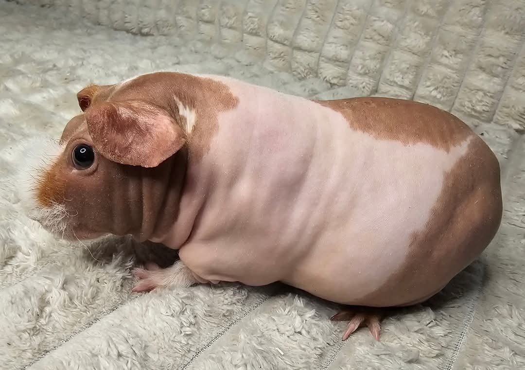 Skinny morče samec