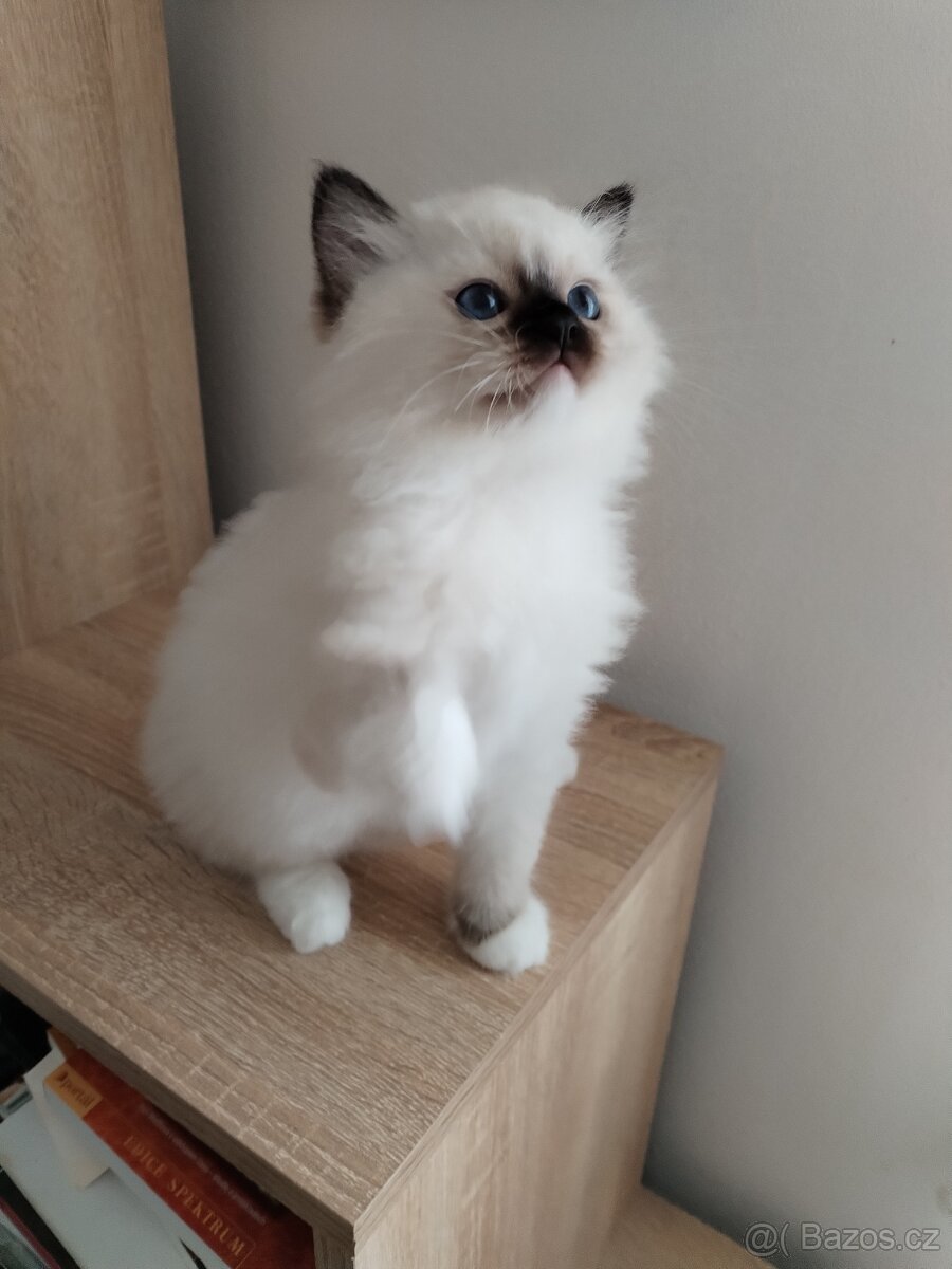 Koťátka s PP Ragdoll