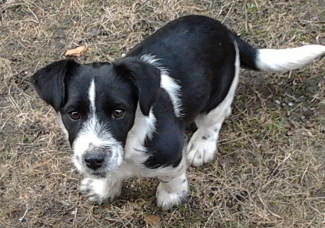 Poptávám zdarma Jack Russell teriér