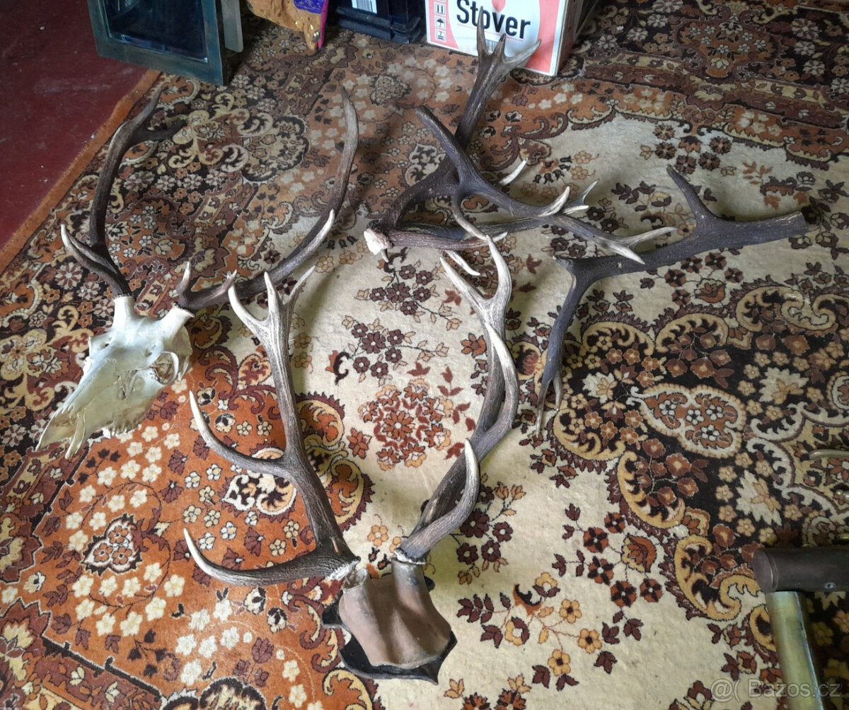 2 x velké paroží + pár menších