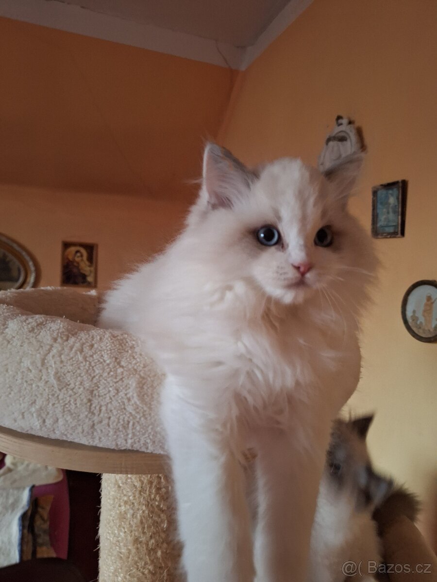 Nádherný dva kocourci vánoční Ragdoll s pp