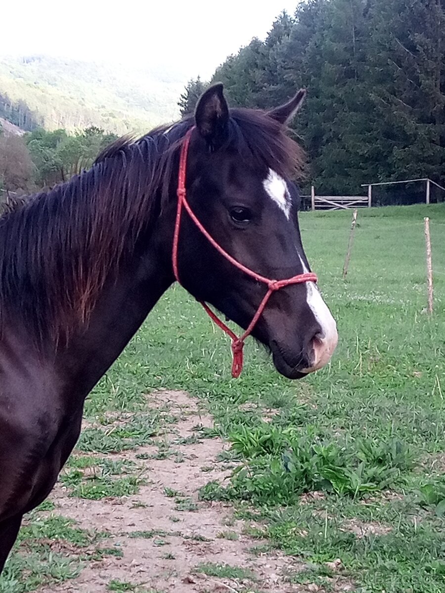 Žrebček Shagya arab