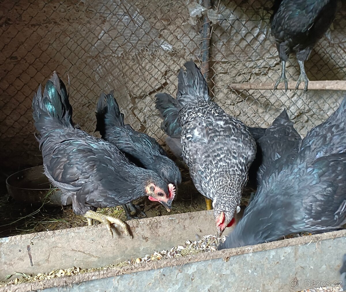 Kohouti