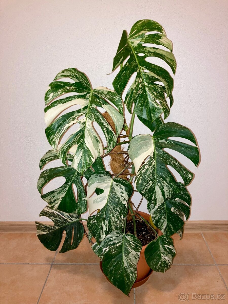 VYPRODÁNO Monstera albo variegata panašovaná bílá deliciosa