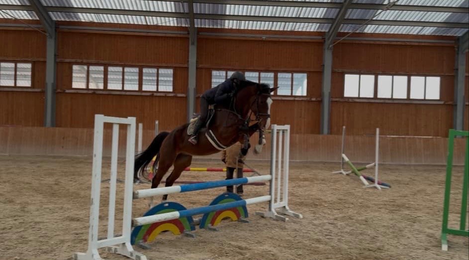 5ti letý valach s olympijským původem